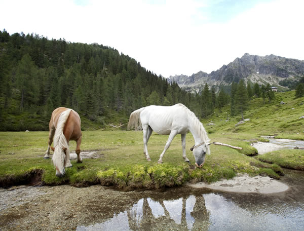 sport equitazione a cavallo valsugana lago levico vacanze estate trentino hotel levico 4